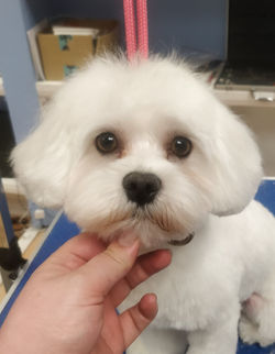Maltese Full groom