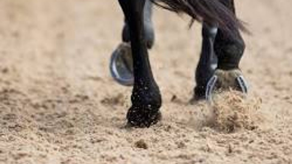horse working on top of a surface