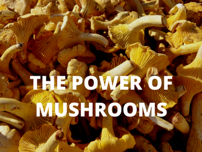The Power of Mushrooms