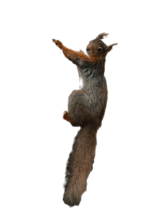 a squirrel climbing a tree_edited.png