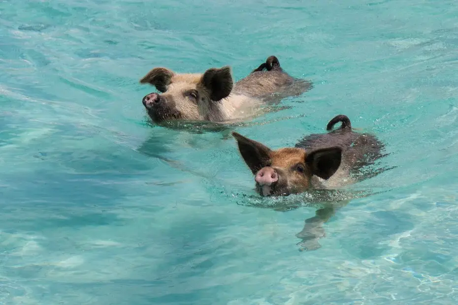Two swimming pigs in crystal clear blue tropical water.