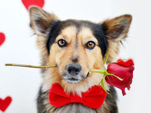 perro con flores rojas