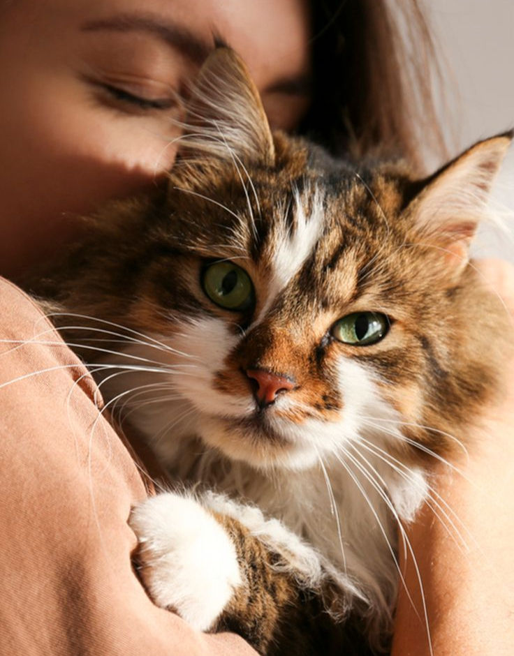 Un gato ariiba de una mujer