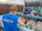 The Florida Aquarium (Tampa, Florida) is one of six national training sites of the SAFE Coral Program's FRTRP Coral Aquarist Program. The program hosts coral aquarists from around the world, creating the conservation workforce that will ensure the future of reefs for our children and our children's children. (credit: The Florida Aquarium)