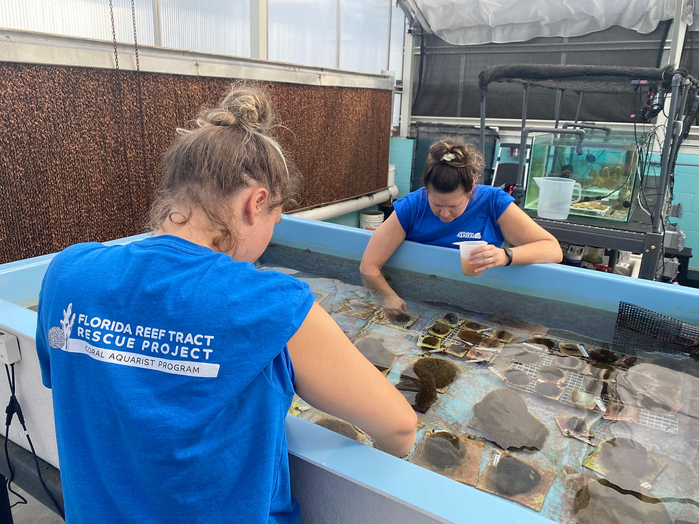 The Florida Aquarium (Tampa, Florida) is one of six national training sites of the SAFE Coral Program's FRTRP Coral Aquarist Program. The program hosts coral aquarists from around the world, creating the conservation workforce that will ensure the future of reefs for our children and our children's children. (credit: The Florida Aquarium)