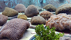 Rescue Corals _ Credit The Florida Aquarium_Center for Conservation.jpg