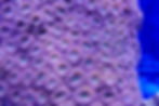 CL_MCAV_012_032520_2 -credit Columbus Zoo.JPG