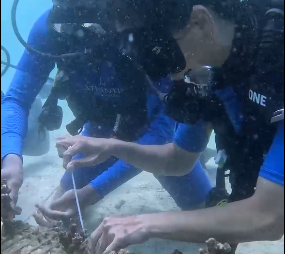 Atlantis Coral SAFE Image.png