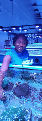 CAP Participant, Stefana Roberts (Bahamas) at the Florida Coral Rescue Center (2024-2025)