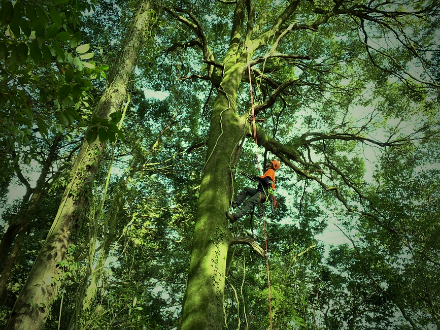 treecareservice01