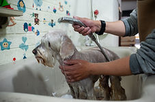 perruquería, peluquería canina, perros, Quito