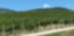 Collecapretta vineyards in Umbria