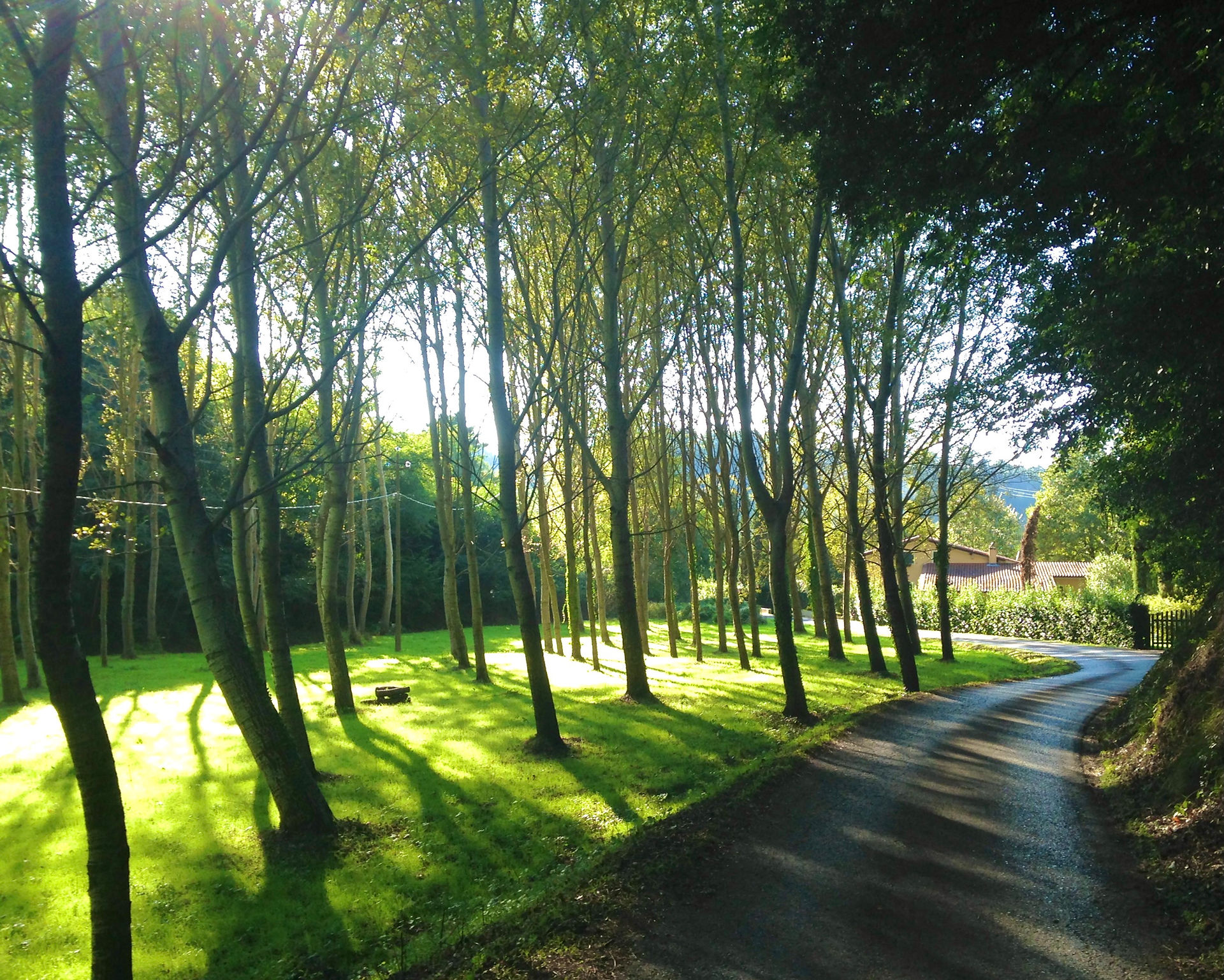 woods near Lucca