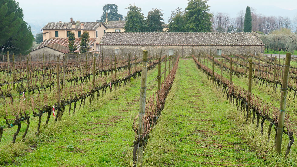 La Badiola vineyard near Lucca