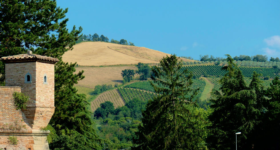 The steep hillside vineyards of Poggio della Dogana above Terra del Sole