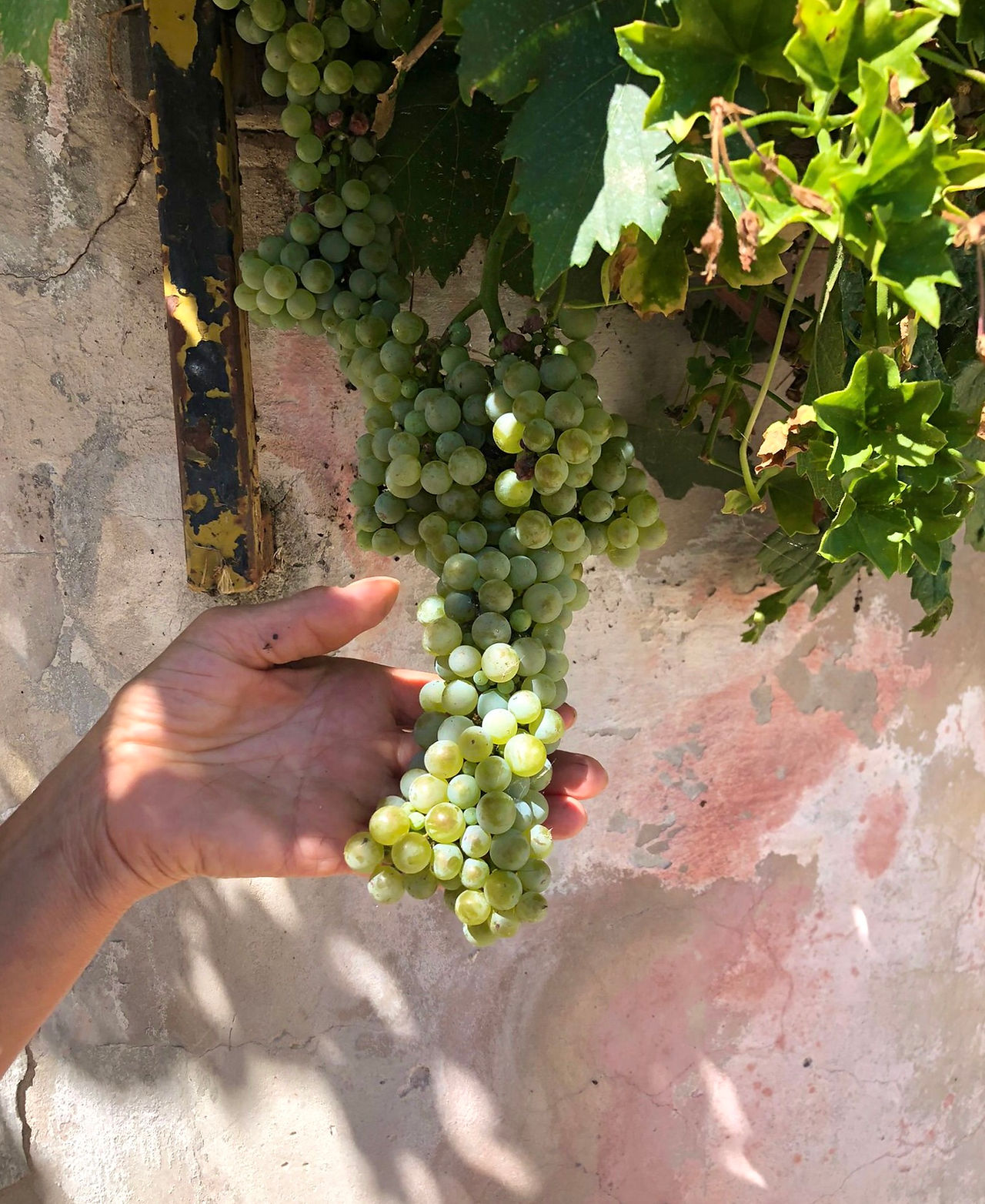 Collecapretta grapes