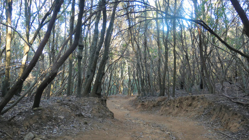 via dei cavalleggeri trail