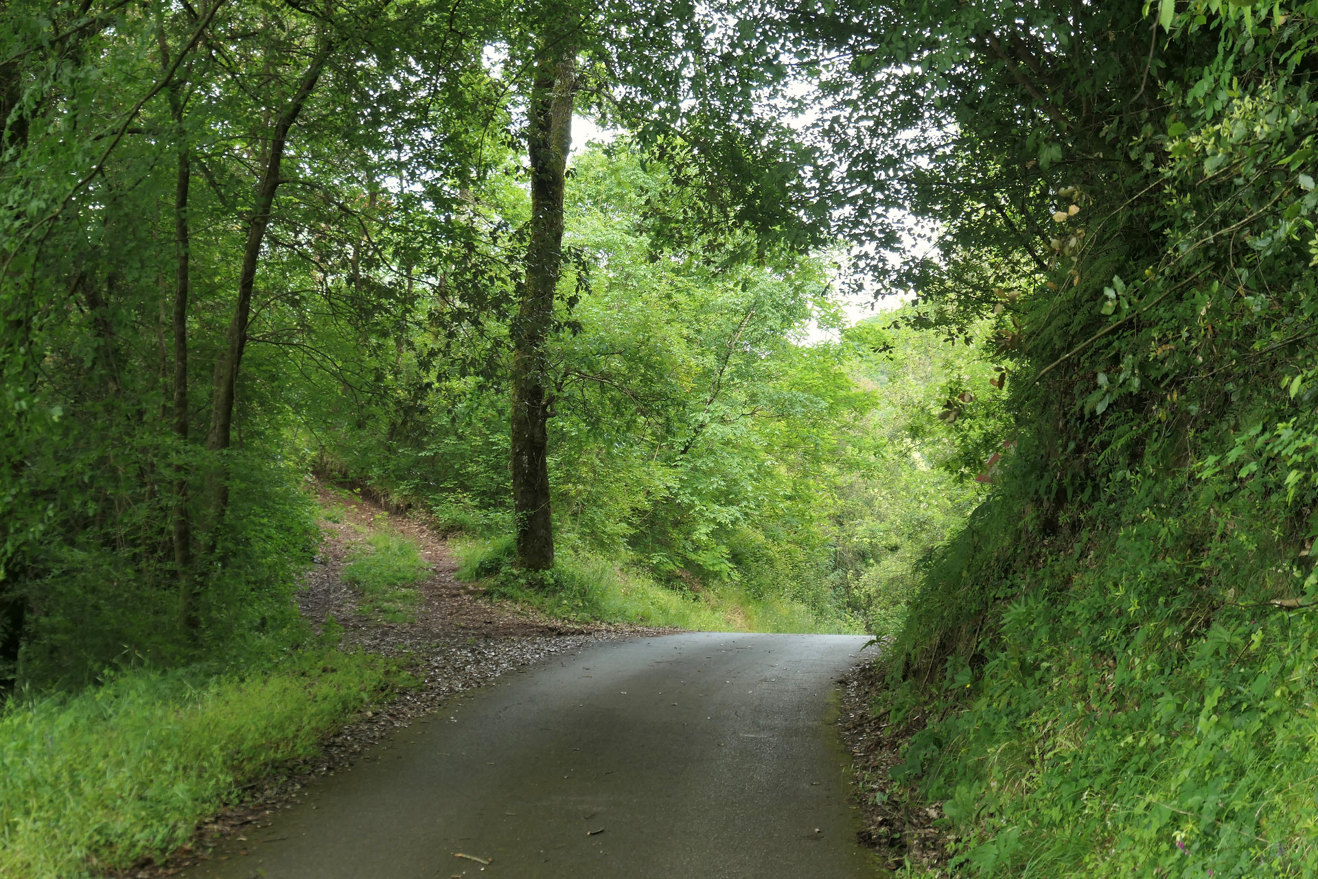hills above Lucca