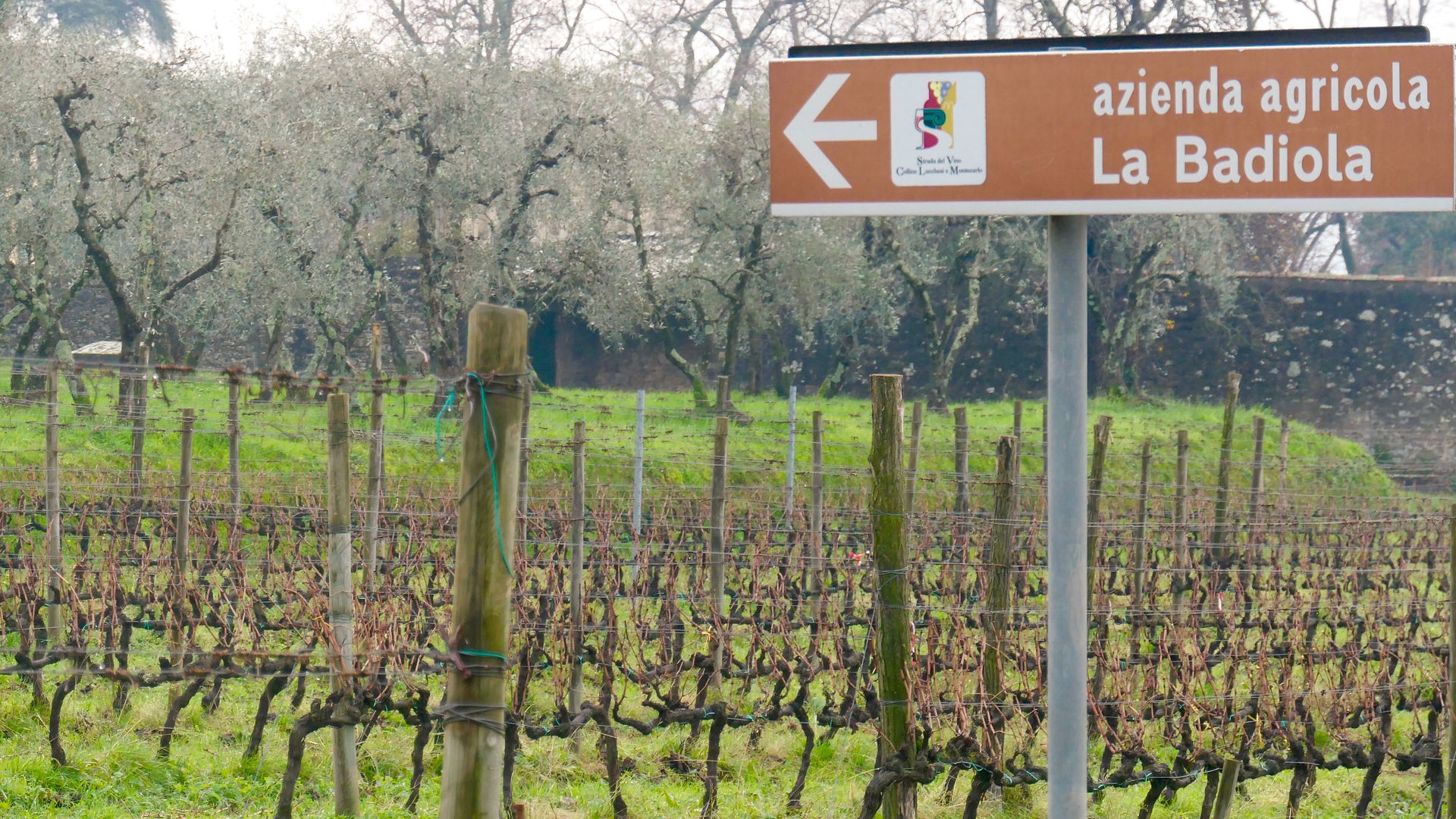 La Badiola vineyard near Lucca