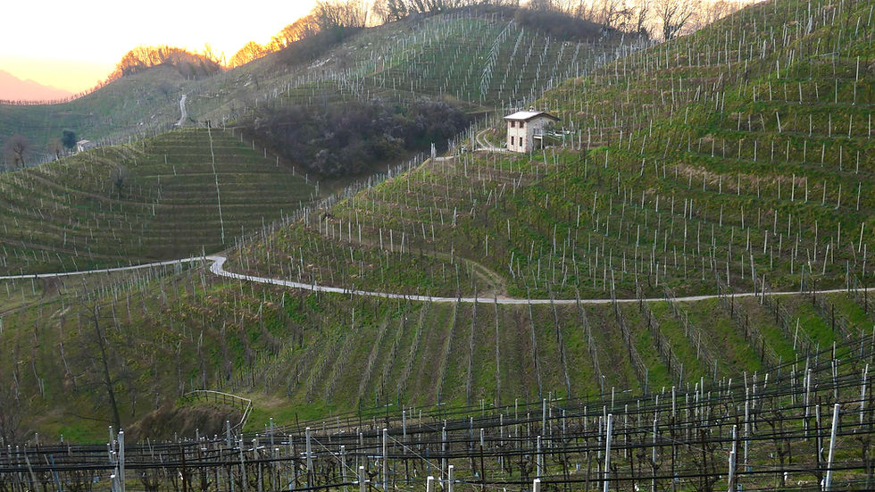 A typical Valdobbiadene Glera vineyard