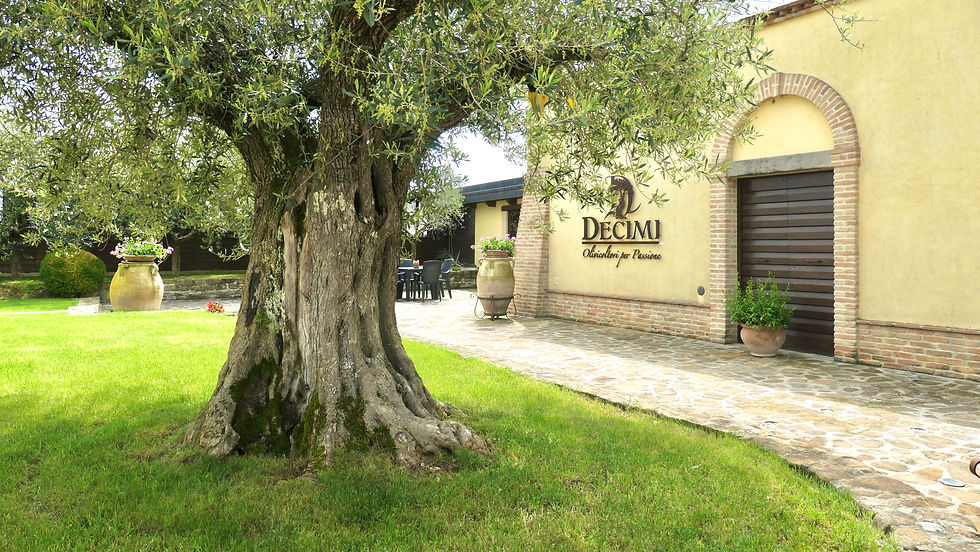 The Decimi home and olive mill near Bettona, Umbria