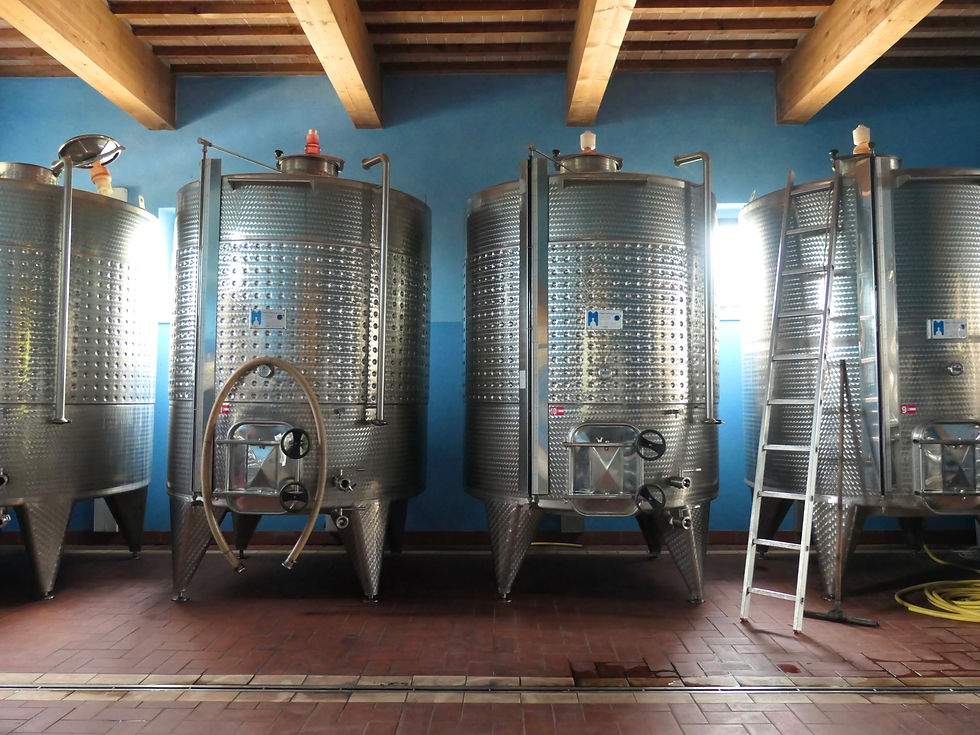 The cellar at Carlo Tanganelli winery