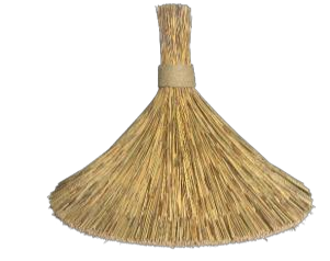 Pluma Cape Reed