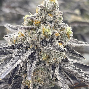 Apple Mac cannabis flower
