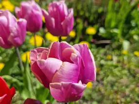 SŁOWO MĄDROŚCIĄ SERCA