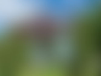 Chocolaterianbastad Norrvikens/Motyl w Skandynawii