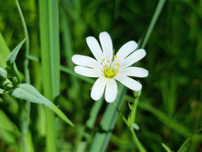 SŁOWO UCZUCIEM SERCA