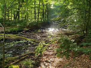 Park Narodowy Söderåsens