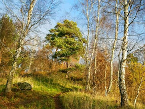 Los, zdrowie, charakter...