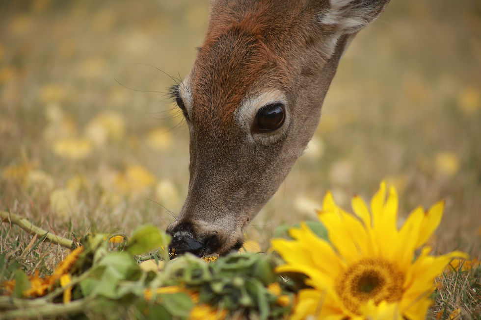 Close up of a deer's head as it eats flowers in a field