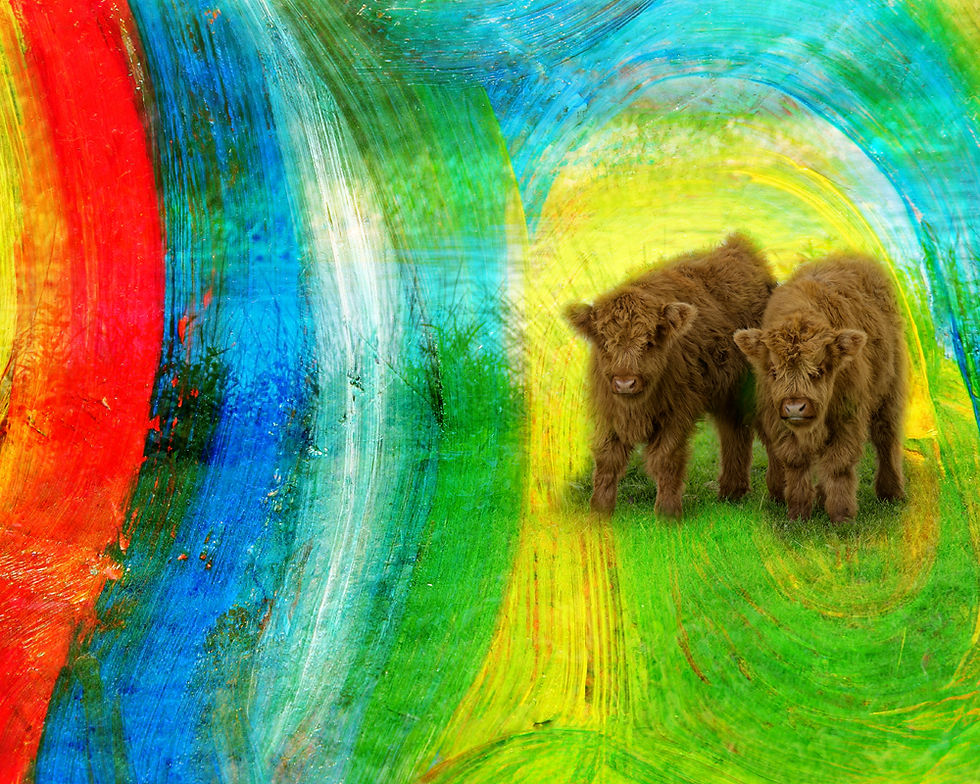 Miniature cow against a rainbow background