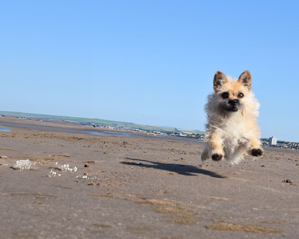 Small dog running toward the camera