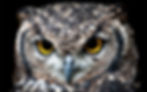 Close up of an owl's head