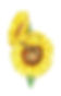 Sunflowers Outlined G.jpg