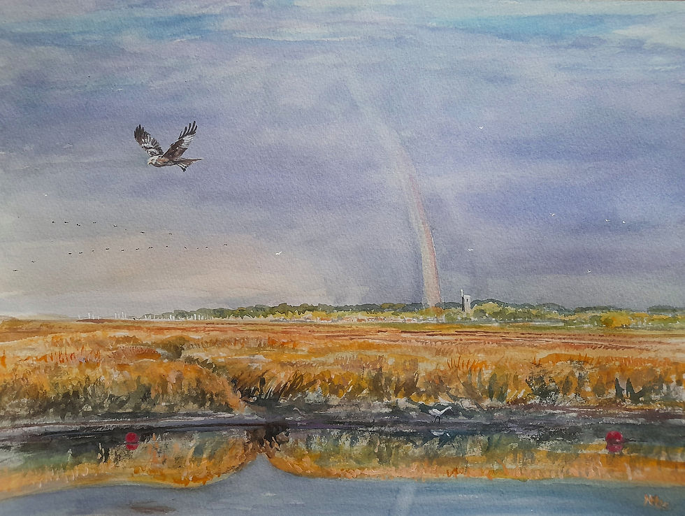 Late sun and Hen Harrier Norfolk October 2024 (4)