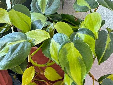 22 Easy Houseplants for Beginners in East Texas