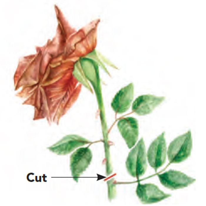 When deadheading your roses, look for the first set of five leaflets.