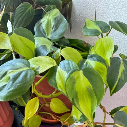 A closer look at two easygoing houseplants growing side by side, the bright green and yellow striped Brasil philodendron up front, with the softer, velvety leaves of the Mican philodendron trailing in behind it. Proof that low-maintenance plants can still make a real statement on a shelf or windowsill.