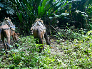 DeepSeek V4 Is Coming: 1 Trillion Parameters, Open Source, and Running on Huawei Chips