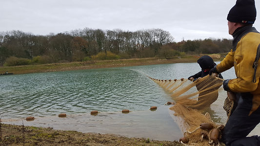 Fish Surveys & Site Audits