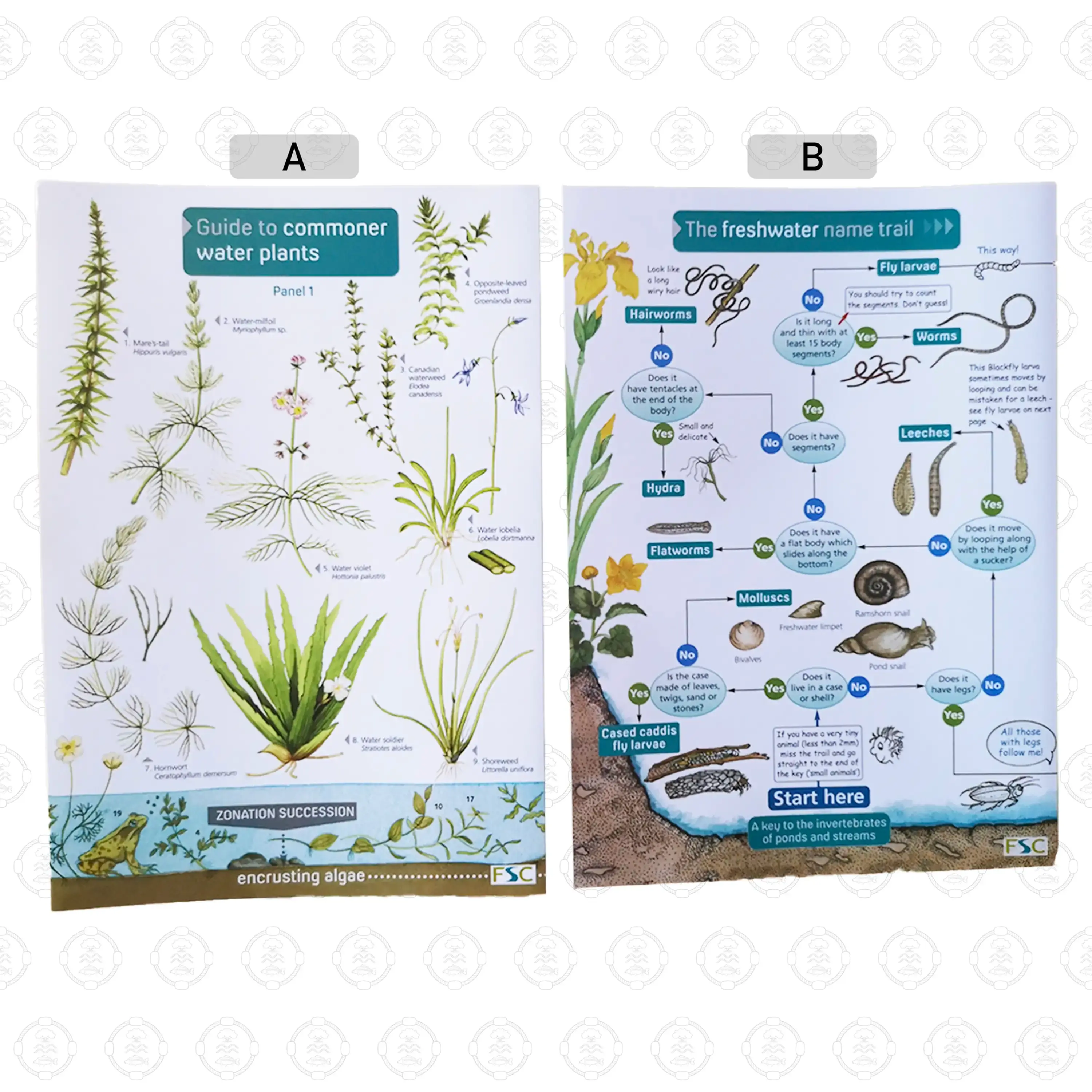 Aquatic Life ID Cards