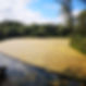 Aquatic Algae & Weed Control