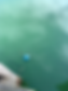 Blue Green Algae