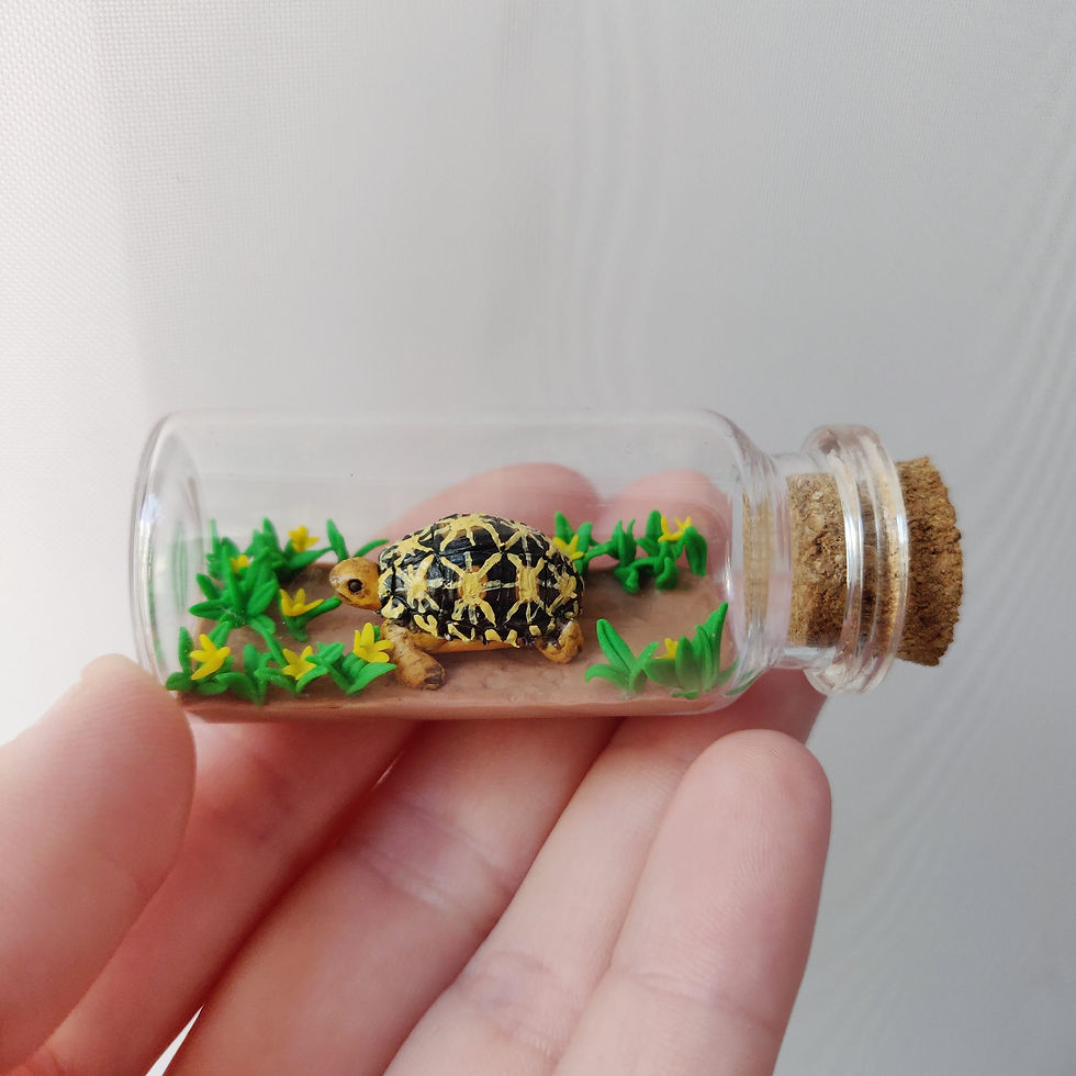 Thumbnail: Indian Star Tortoise / Bottle Art