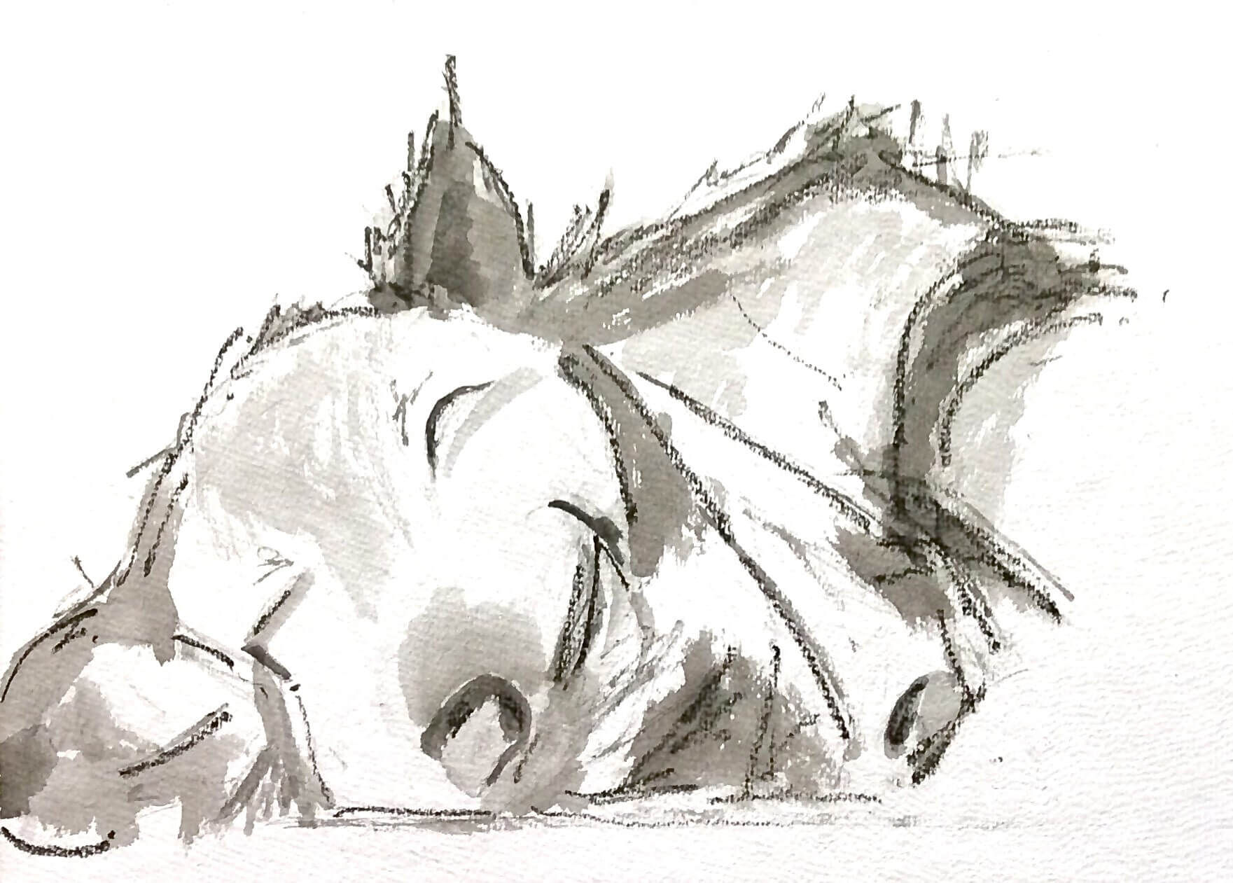 Sleeping Dog