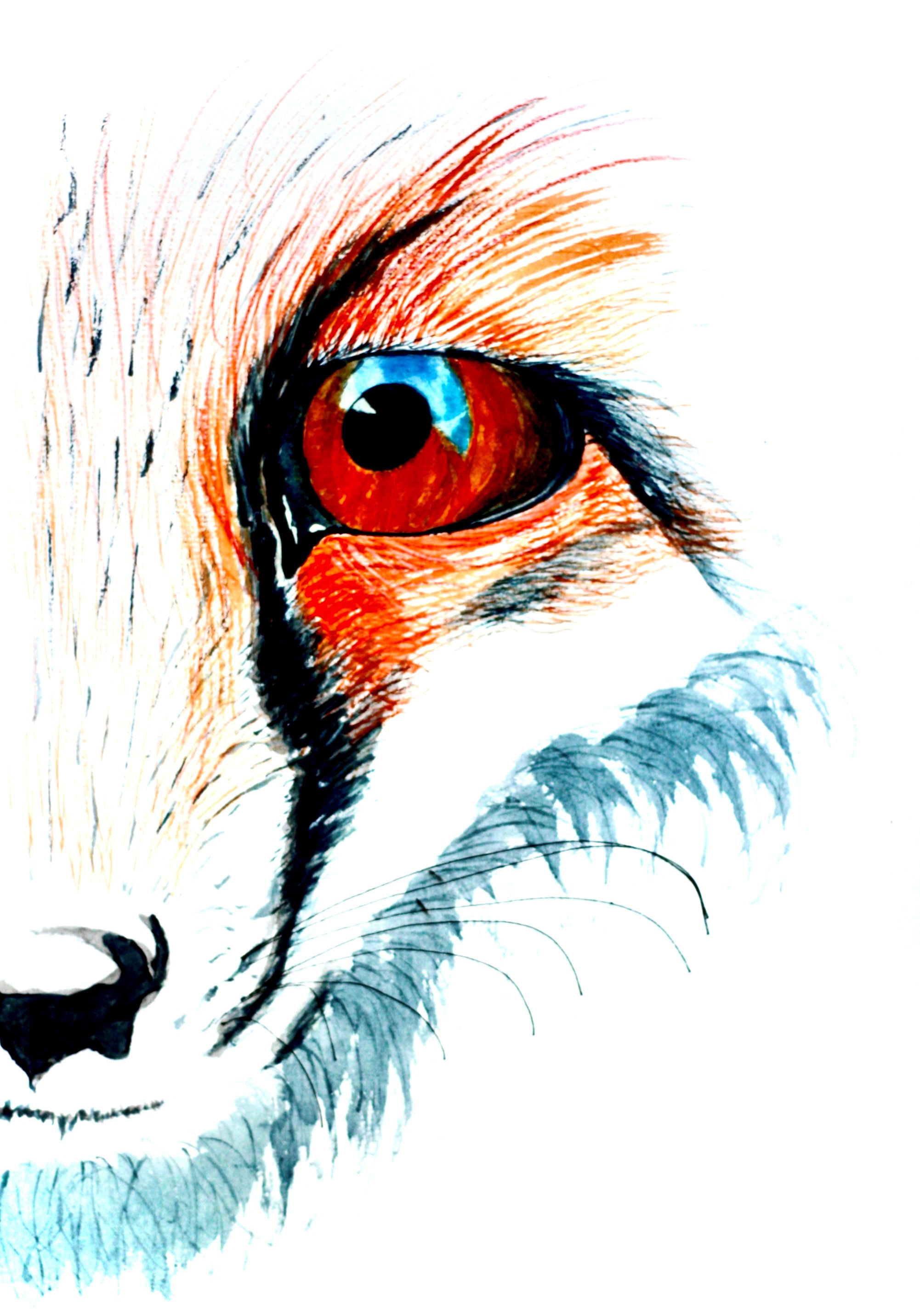 Sly Red Fox
